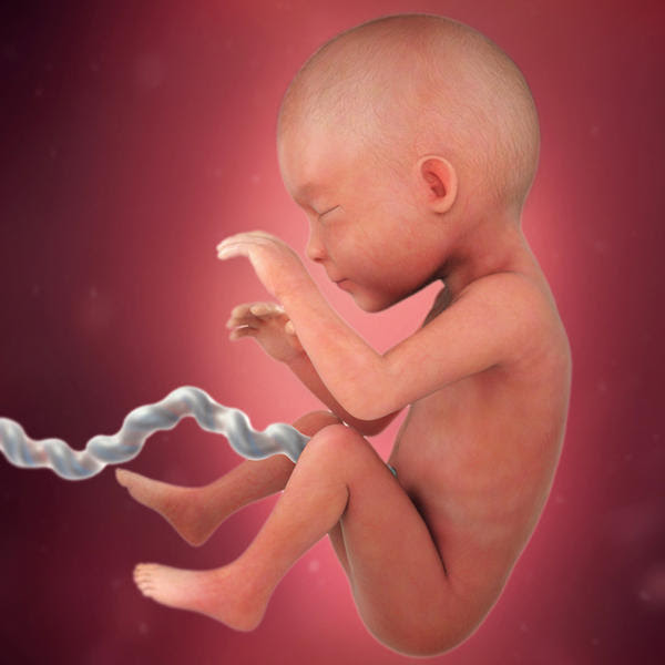Desenvolvimento fetal - 25 semanas de gravidez - BabyCenter