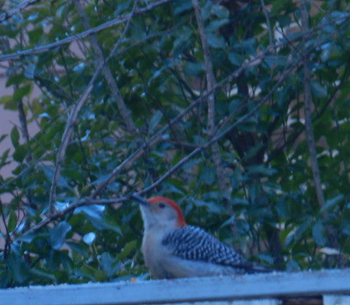 naturenotesDSCN1005