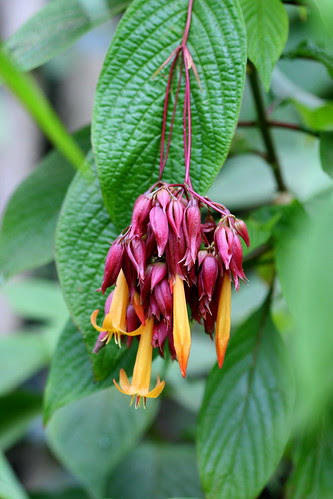deppea splendens
