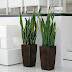 Buio Piante Pendenti Da Interno Poca Luce : Come Curare I Pothos Piante Appartamento Cura E Coltivazione Pothos : Le piante pendenti da interno sono molto decorative.