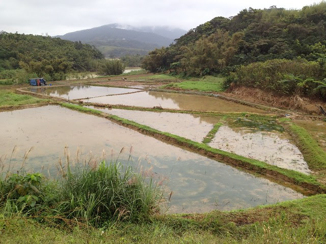 貢寮田寮洋賞鳥