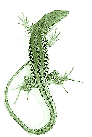 Animalia