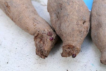 ダリアの球根植付け ばら中毒患者の病室へ 楽天ブログ
