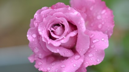 Pink Bunga Mawar Pink Gratis Foto Download Gratis