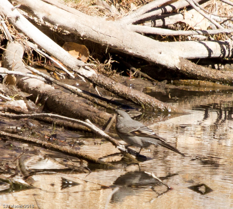 Townsend Solitaire