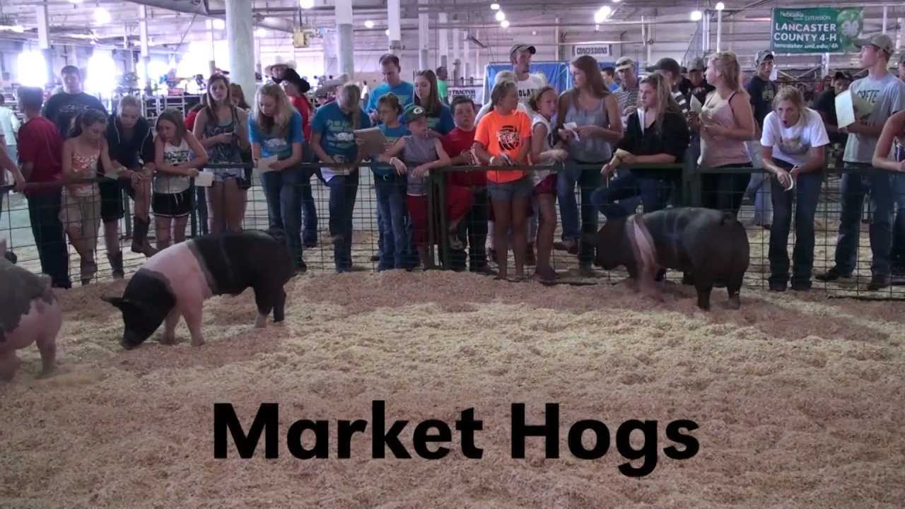 4-H & FFA Livestock Judging Contest - Judge's Comments 
