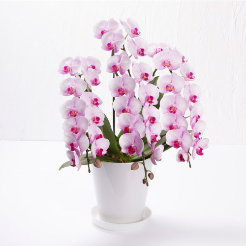 ミニ胡蝶蘭 3本立 ピンク系 特撰品 H フード 阪急百貨店公式通販 Hankyu Food