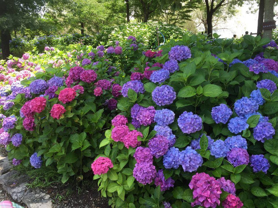 約株のあじさい 6月11日 12日 18日 19日はもりやま芦刈園のあじさいフェア開催 滋賀のママがイベント 育児 遊び 学びを発信 シガマンマ ピースマム