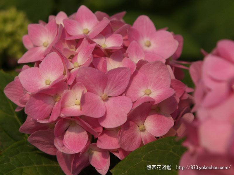 6月3日の誕生花 あじさい 花壁紙