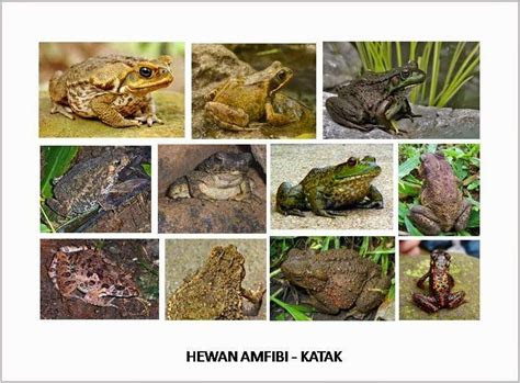 gambar jenis jenis katak kata kata