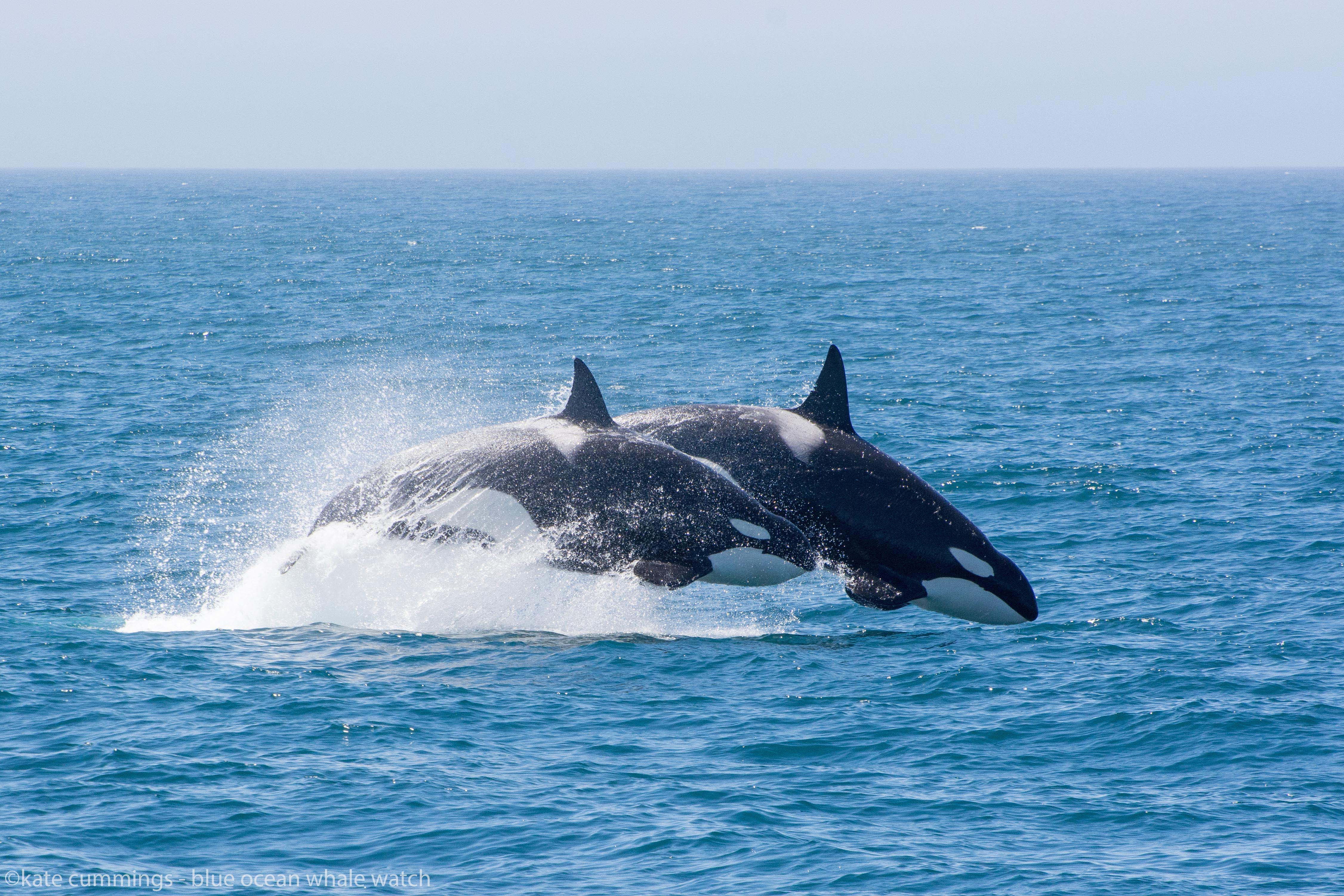 April 29th All Day Trip: Killer Whales – Blue Ocean Whale Watching