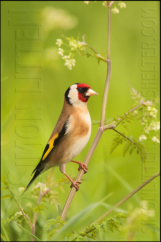 nature photography, Simon,