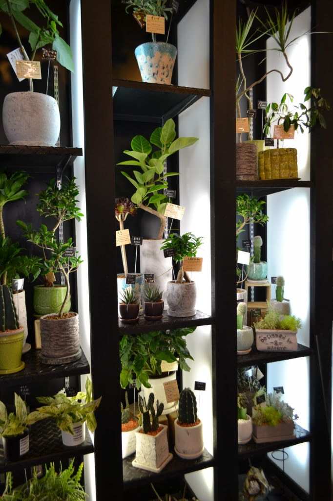 観葉植物入荷 京都河原町三条 ギフト専門フラワーショップmocca モッカ