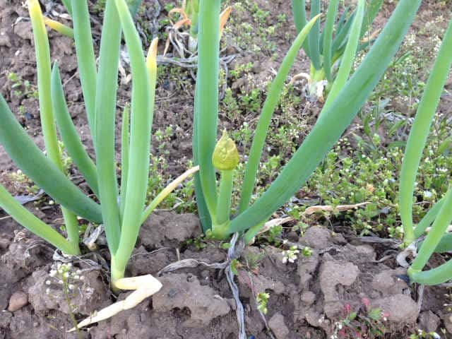 ネギに花が咲きそうです 栽培中の葱がとう立ちした時の対処法 田舎暮らしブログ