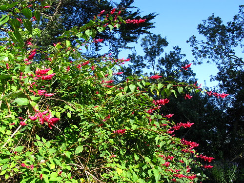 Salvia wagneriana