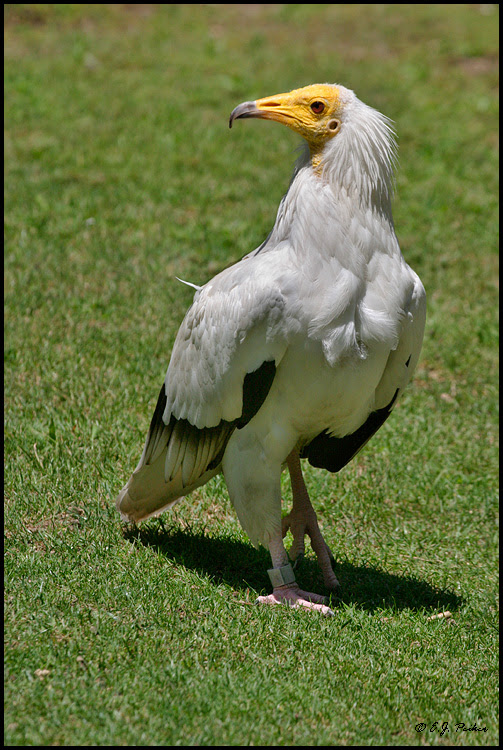 african animals of egyptian vultures information