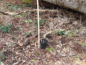 ブルーベリーの栽培 ラビットアイ種 ど根性栽培 一般社団法人 日本ブルーベリー協会