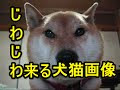 √100以上 犬 真顔 261290-犬 真顔