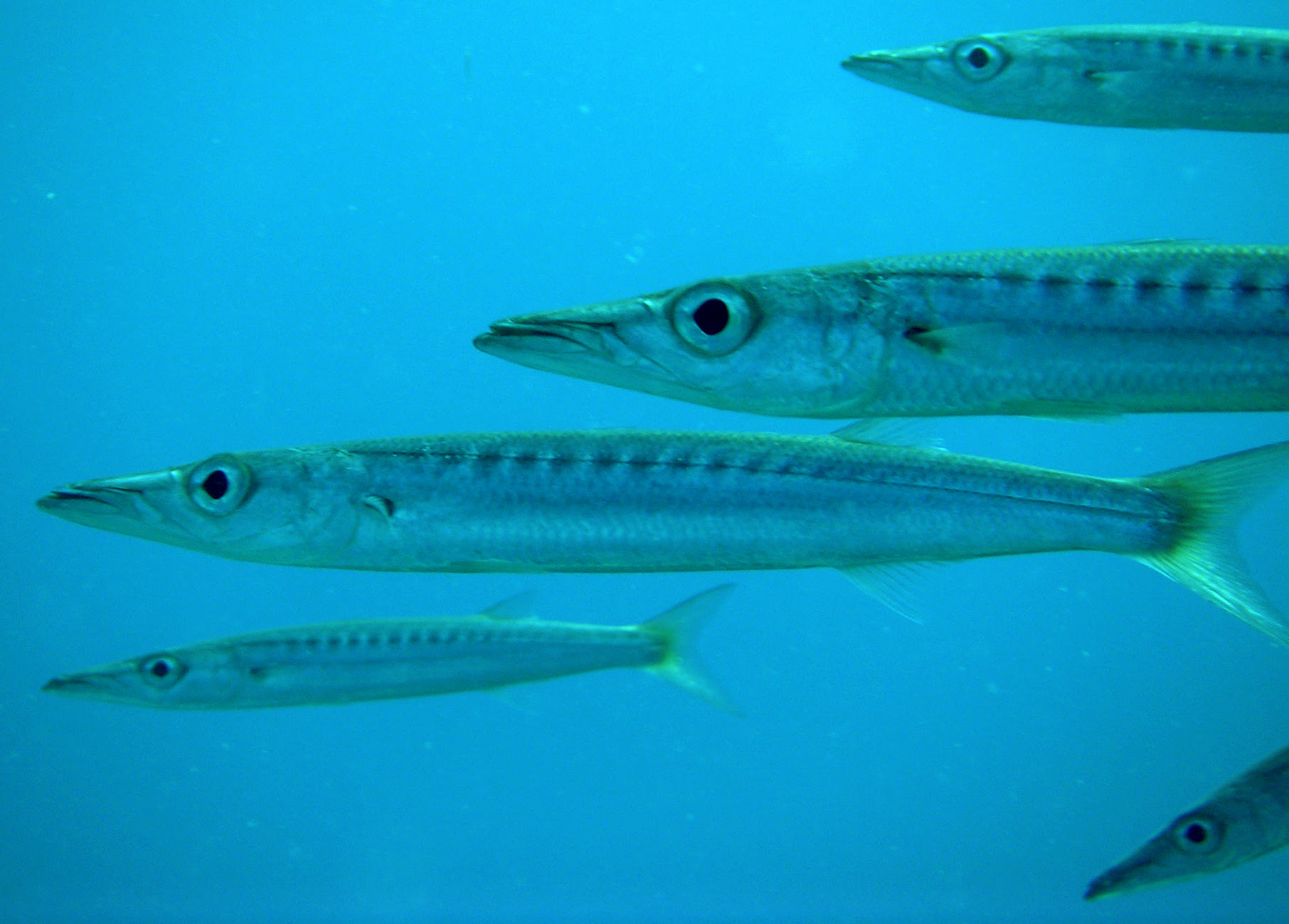 Close up of a great barracuda