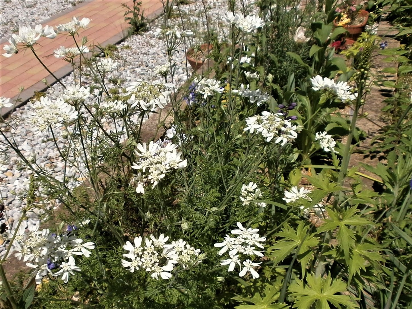 南花台花歩き No 216 オルレア 咲っく南花台 Com