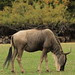 Graze