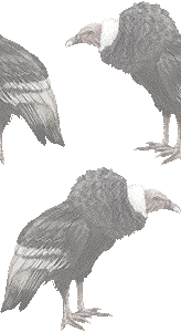 アンデス コンドル 南米コンドルのイラスト 条件付フリー素材集