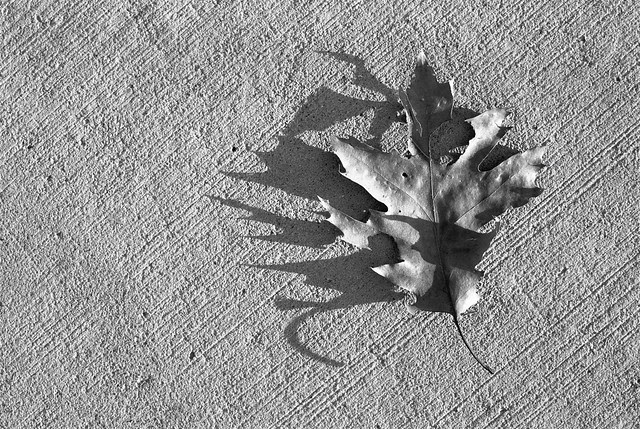 Sharp-edged shadow of a leaf.