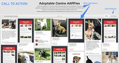 Nonprofit Pinterest Advocacy - AARF