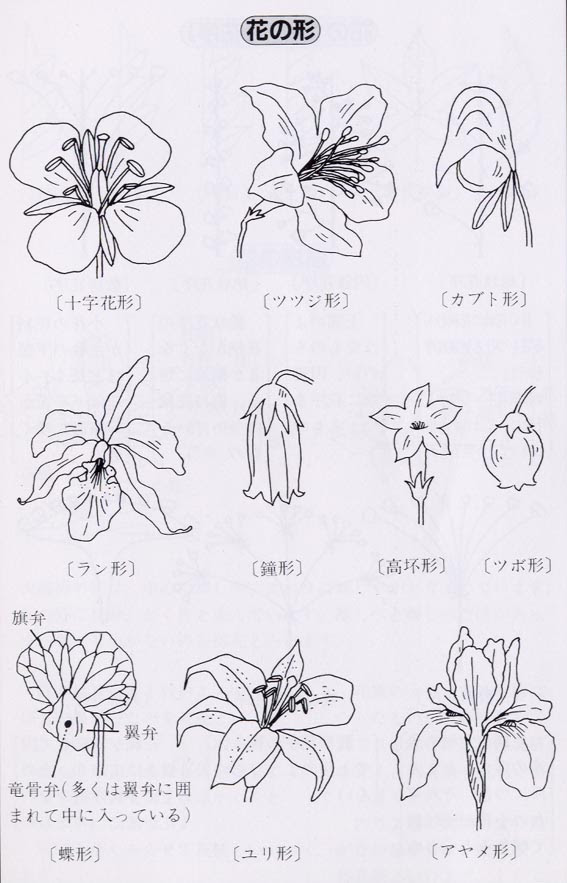 図解 花の形 葉 花 果実等の基本的な植物用語の解説 花の形