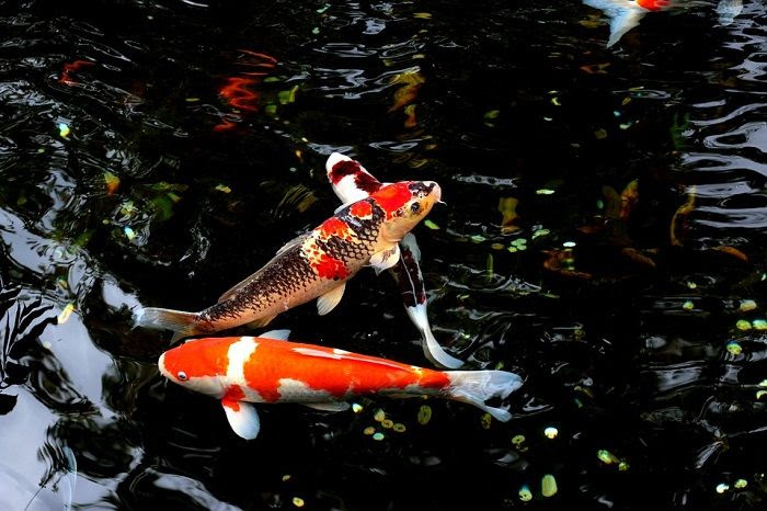 87 Koleksi Ikan Yang Hidup Di Air Laut Beradaptasi Dengan Cara HD