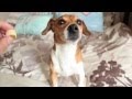 Movie Mask Dog