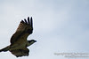 20090817IMG_0682