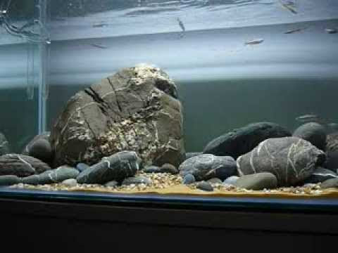 97 Aquascape Biotope HD Terbaik