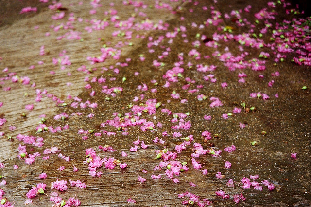 flowers with an Olympus Trip35 Hong Kong