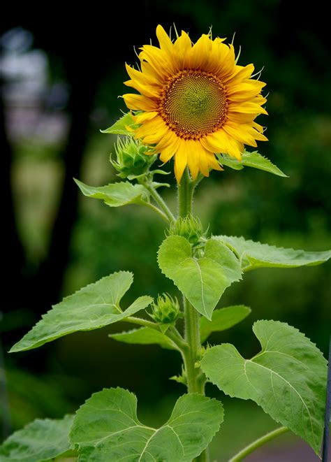 The spruce / evgeniya vlasova native plants require less fertilizing, watering, and spraying—making. Basic Information For Those Who Wish To Grow Sunflowers In