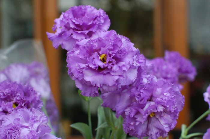 生花 Flower Garden Alpha Flore