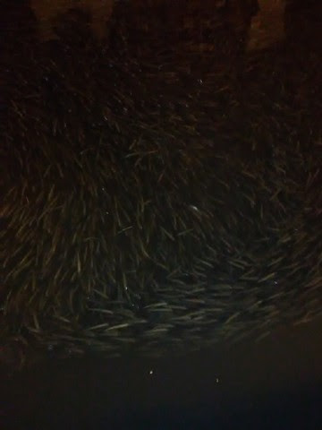 ジグサビキ メバルの釣り方 海水魚の種類と釣り方
