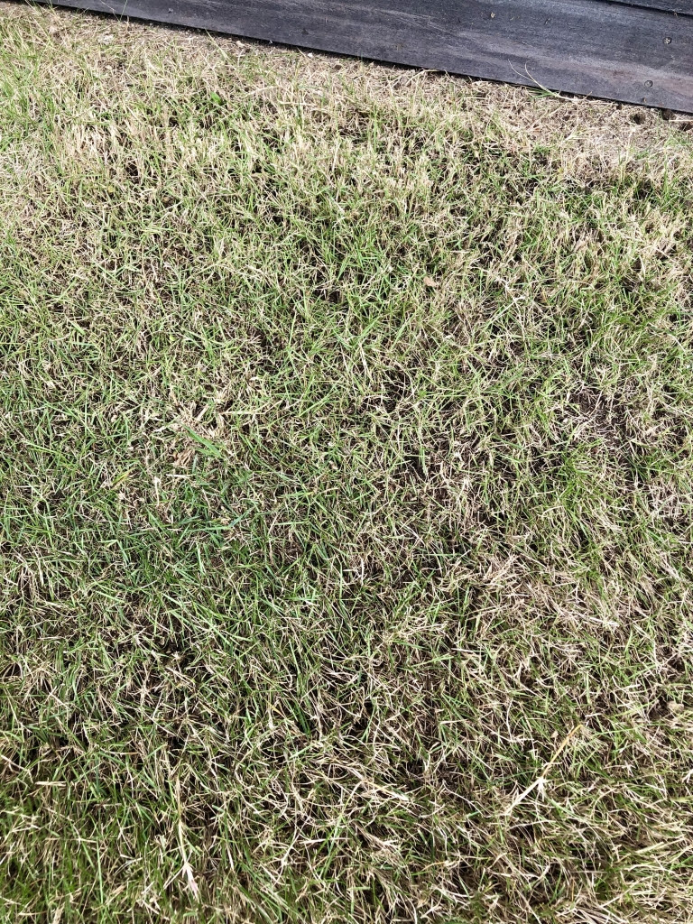 芝はお手入れしないとどうなる Clumjure Garden Design Office