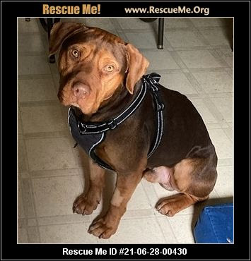 Ohio Boxer Rescue Adoptions Rescue Me