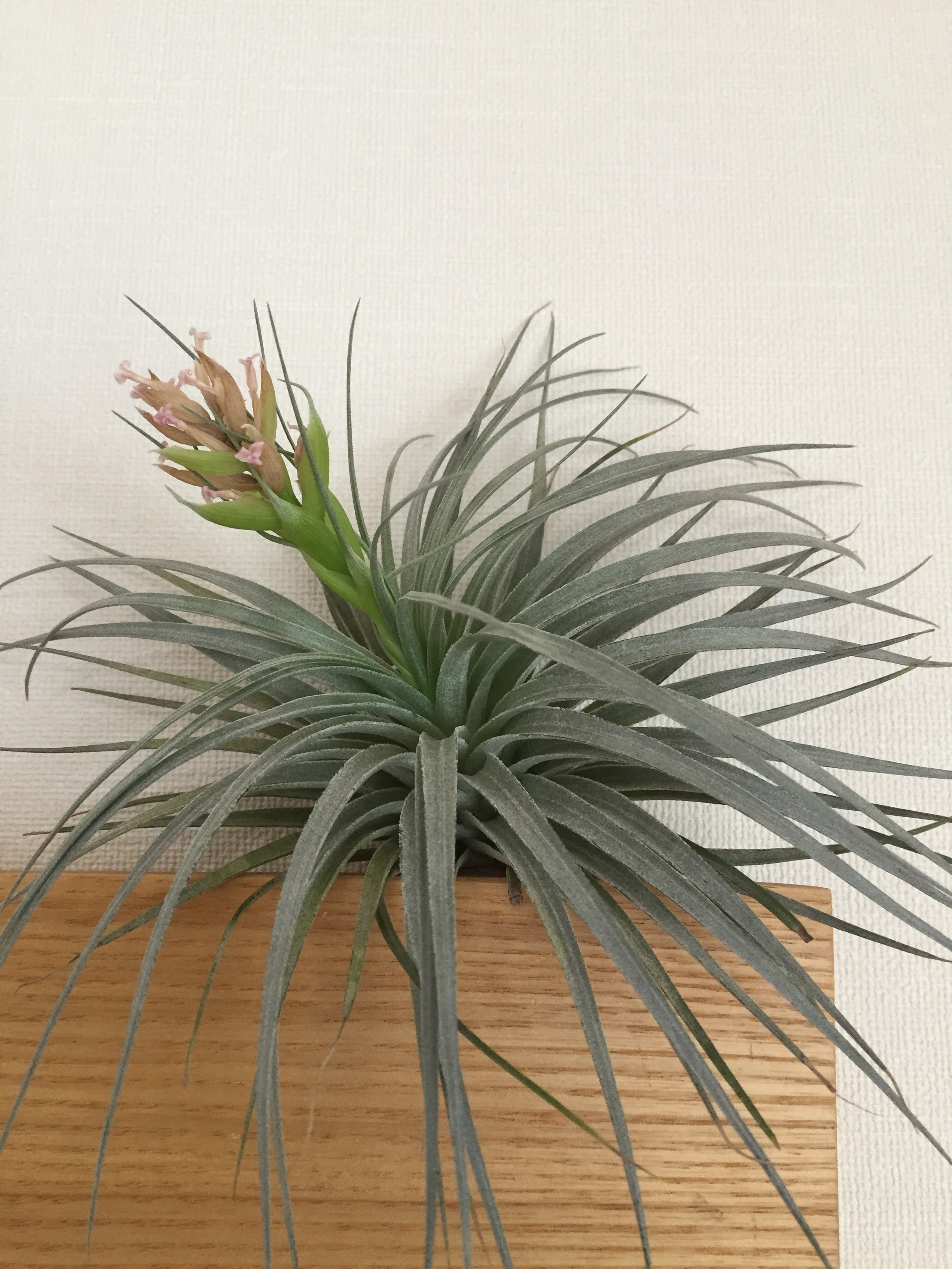 コットンキャンディーの花が枯れた エアプランツ成長日記