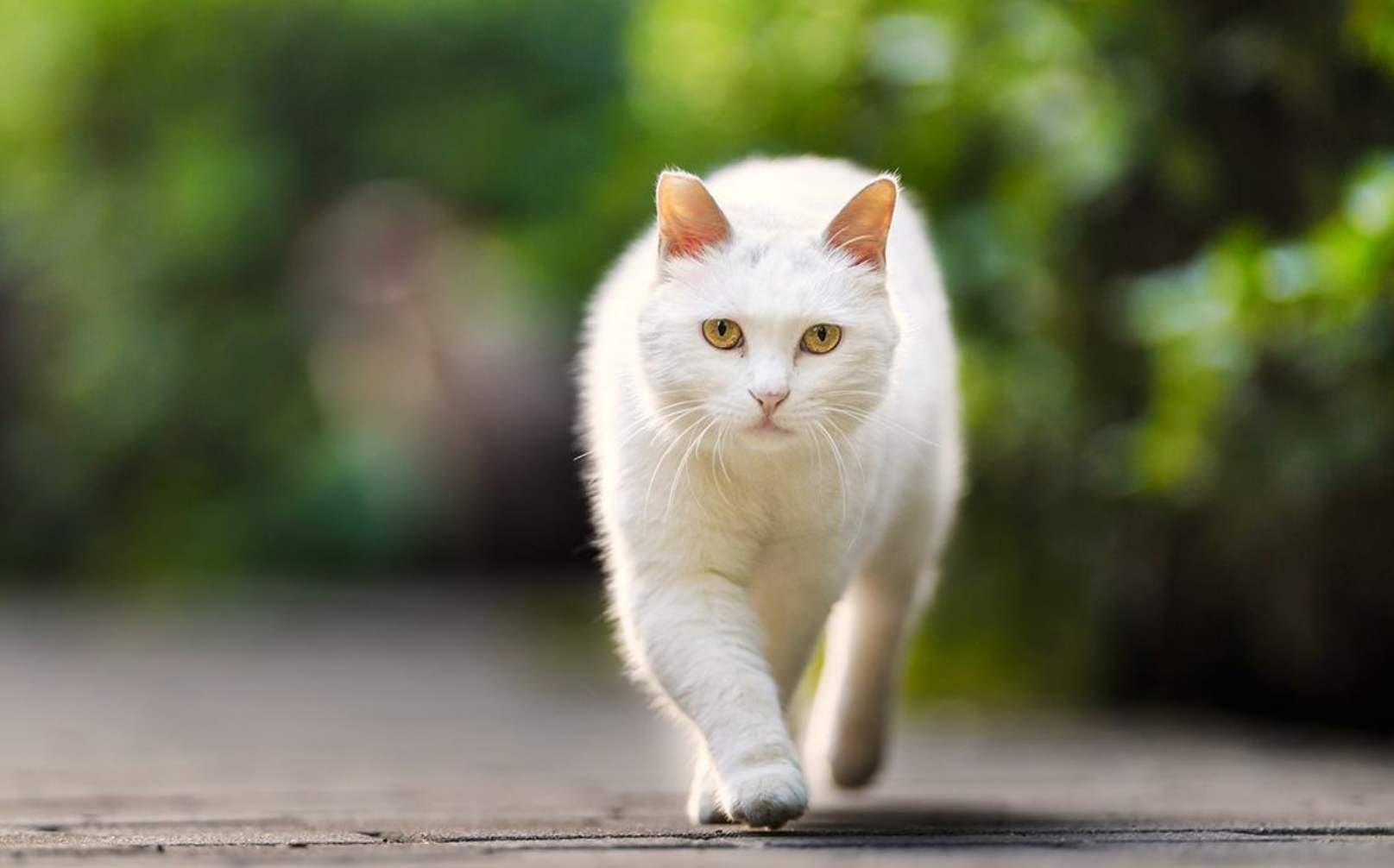 袁隆平爷爷买了一只超可爱的美短，成了一名合格的铲屎官_猫咪