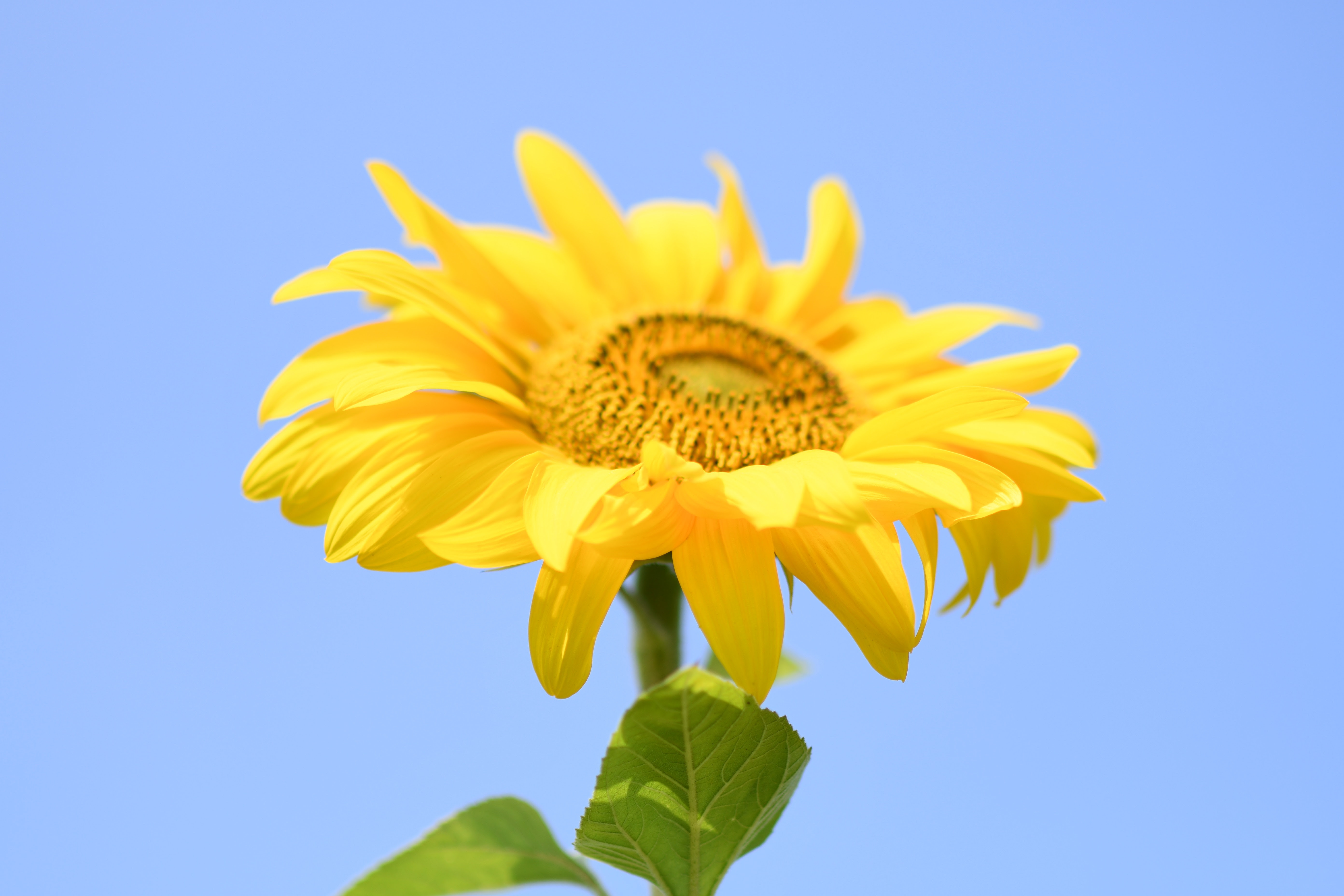 太陽の花 ひまわり Alg