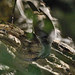 Paradise riflebird