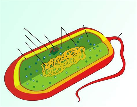 bacteria labeled top label maker