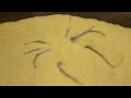 10 Most Venomous Spiders in the World
