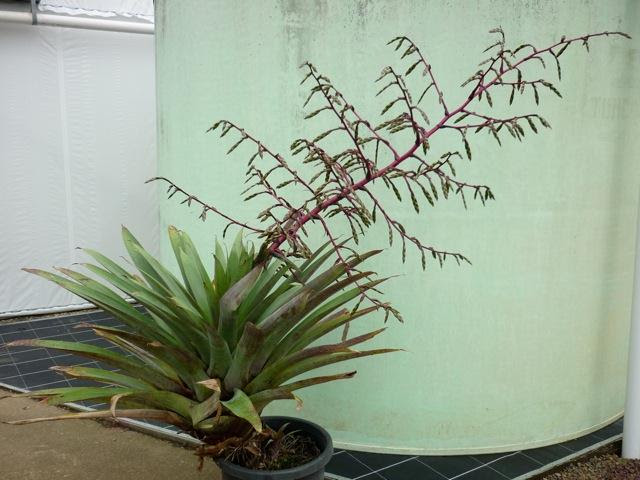 Bromeliads in Australia - Tillandsia krukoffiana