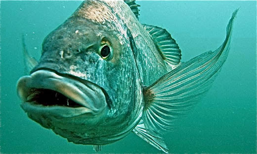 江ノ島小屋の魚図鑑 魚名 か行 き こ
