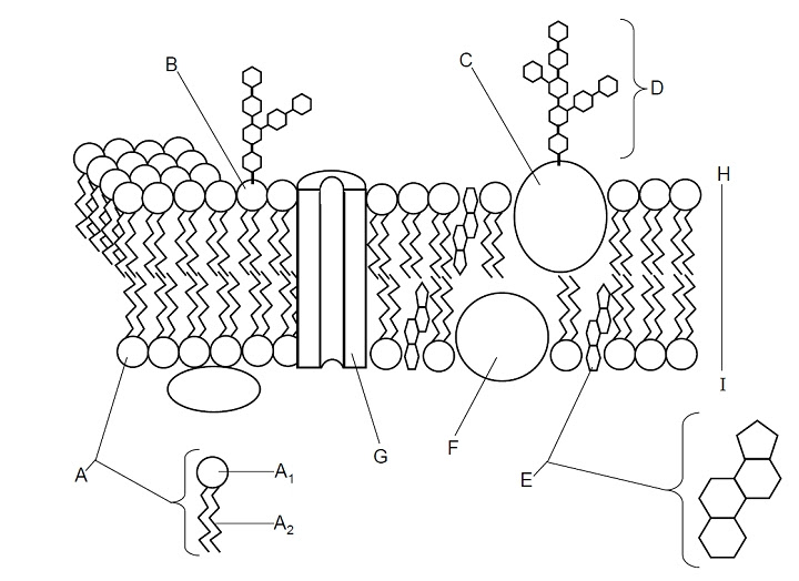 animal cell membrane structure. Membrane diagram labeled