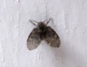 How to control these tiny, swarming bugs indoors and out — without toxic chemical. Bathroom Flies infest Home!!! - What's That Bug?