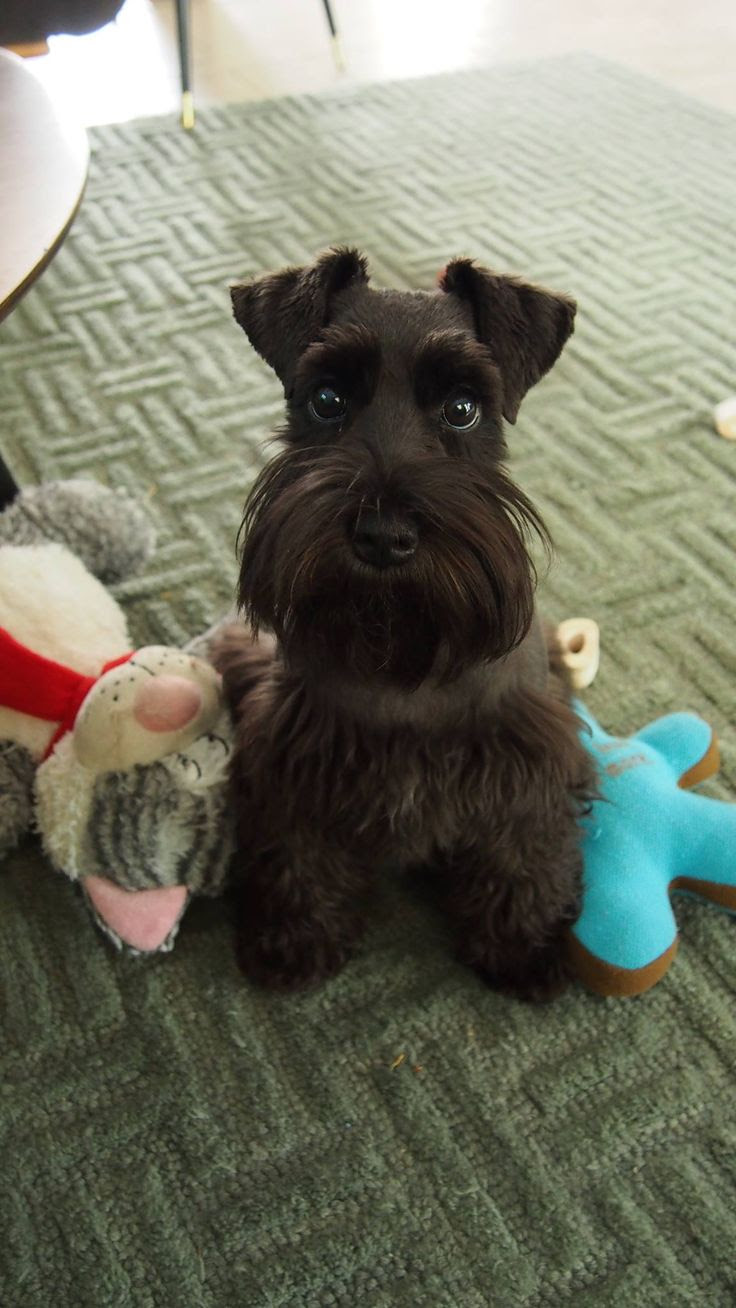 10 Best Schnauzer Dog Names